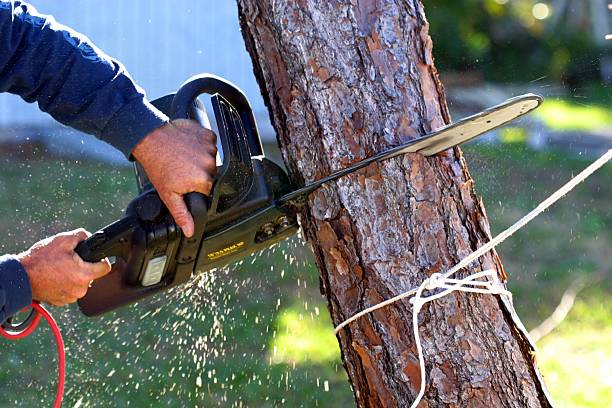 Trusted Elba, AL Tree Services Experts